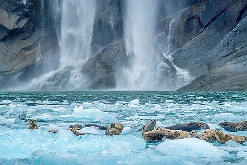 Waterfall-Harbor Seal-LeConte Bay-Alaska Art Print